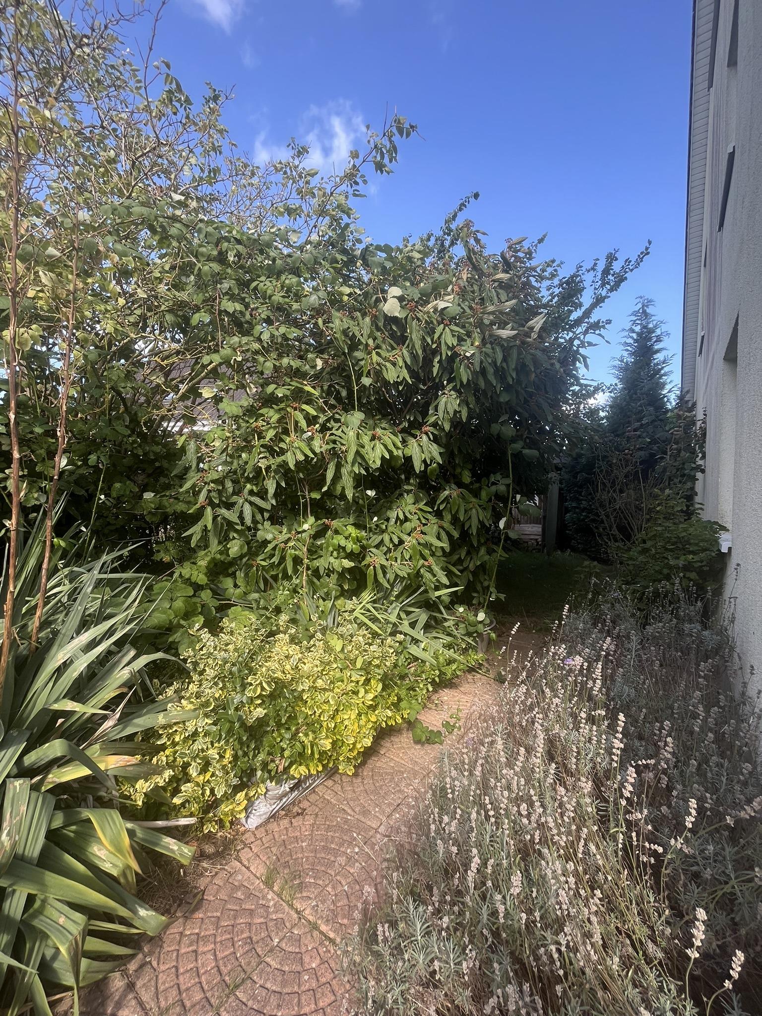 Gartenbereich